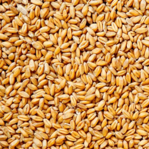 Blé issu de fermes biologiques