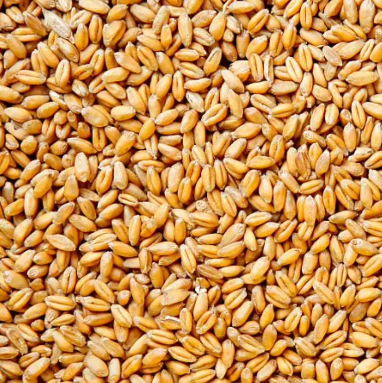 Blé issu de fermes biologiques