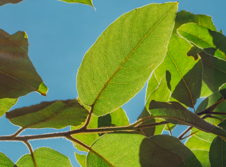 Feuilles vertes symbolisant la nature et l'engagement écologique